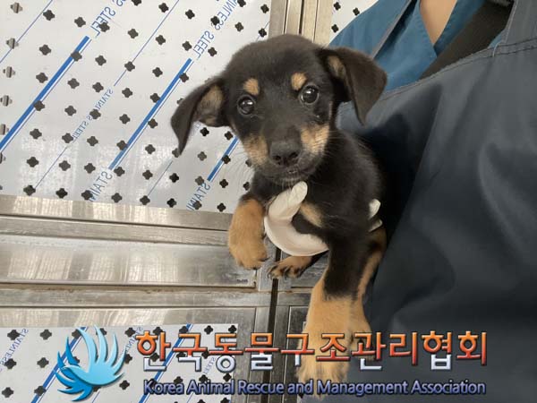 한국동물구조관리협회_441559202400926